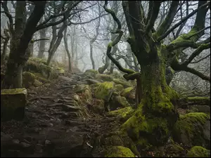 Leśna kamienista ścieżka między drzewami
