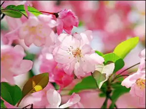 Kwiaty, Drzewo, Owocowe Różowe