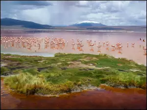 Stado flamingów na jeziorze Colorada w Boliwii