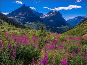 Góry Skaliste, Łąka, Stany Zjednoczone, Park Narodowy Glacier, Montana, Drzewa, Kwiaty