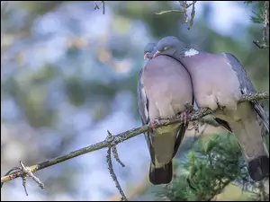 Dwa gołębie w czułym geście na gałęzi drzewa