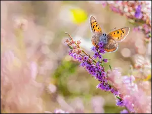 Motyl na fioletowych dzwonkach
