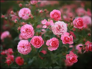 Kwiaty, Krzew, Róże, Różowe