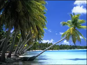 Ocean, Wyspa, Palmy