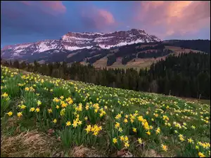 Żółte żonkile na wzgórzu na tle ośnieżonych gór