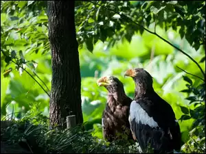 Ptaki w lesie w blasku słońca