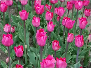 Tulipany uprawiane na polu