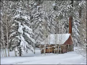 Domek w ośnieżonym zimowym lesie
