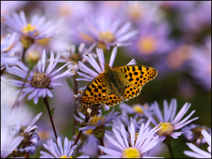 Astry, Perłowiec Malinowiec, Motyl, Owad