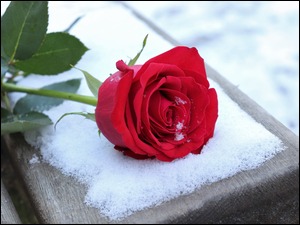 Czerwona róża na ławce