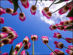 Na niebie z chmurami tulipany