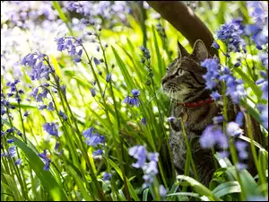Kot z obrożą siedzi w trawie między kwiatami