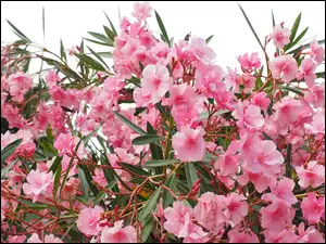 Oleander, Różowe, Kwiaty