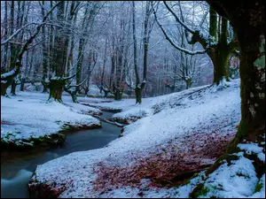 Strumyk przepływający przez las zimą