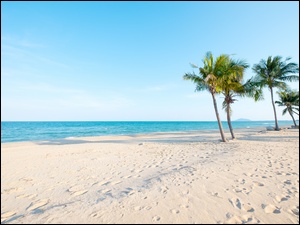 Plaża morska z palmami