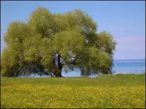 Rozłożyste drzewo na łące nad jeziorem