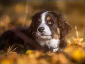 Berneński pies pasterski podczas sjesty w trawie