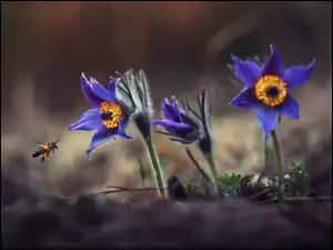 Pszczoła z sasankami