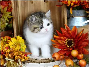 kompozycja jesienna z kotkiem
