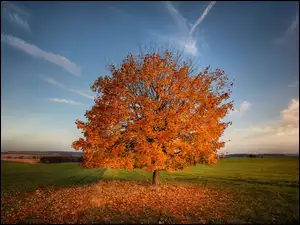 Drzewo, Niebo, Pole, Jesień, Trawa