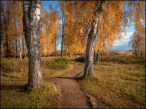 Ścieżka pomiędzy jesiennymi brzozami