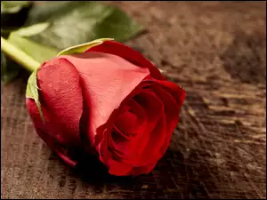 Czerwona samotna róża