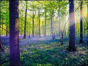 Promienie słońca na drzewach i kwiatach w wiosennym lesie