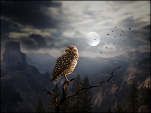 Księżyc nad górami i sową siedzącą na gałęzi