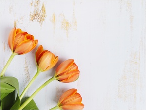 Pięć pomarańczowych tulipanów
