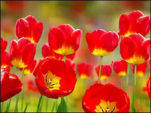 Tulipany, Czerwone, Rozkwitające