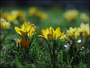 Kępki żółtych krokusów w trawie