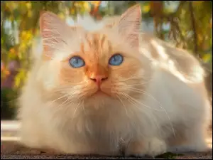 Biszkoptowy, niebieskooki kot
