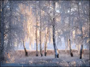 Las, Brzozy, Śnieg, Zima, Drzewa