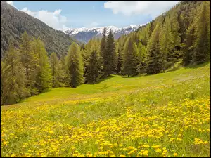Kwitnący mniszek na łąkach we włoskich górach