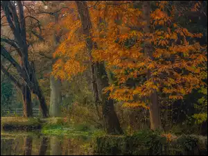 Drzewa, Mostek, Park, Jesień, Rzeka