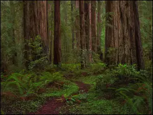 Sekwoje i paprocie w Parku Narodowym Redwood