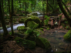 Potok płynący po omszałych kamieniach w australijskiej dżungli