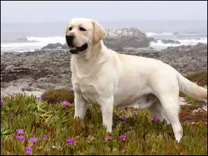 Labrador, Piesek