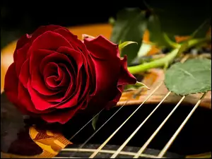 Róża na gitarze
