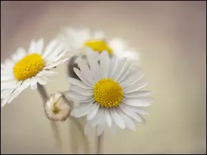 Stokrotka, Kwiaty
