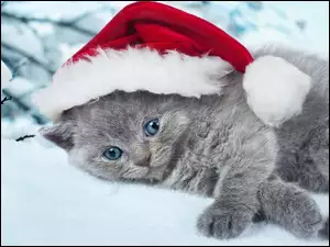 Kotek w czapce Mikołaja leży na śniegu