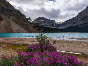 Drzewa, Kanada, Jezioro Bow Lake, Kwiaty, Prowincja Alberta, Góry, Chmury, Park Narodowy Banff