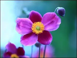 Kwiat, Zawilec Japoński, Fioletowy