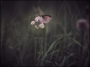 Trawa, Motyl, Kwiat