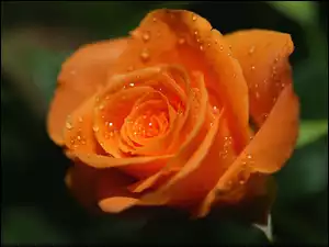 krople wody na pomarańczowej róży
