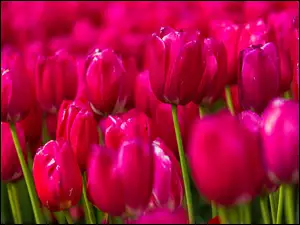 Rozmycie, Tulipany, Różowe