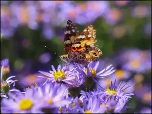 Astry, Motyl, Owad, Kwiaty