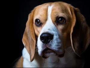 Mordka psa rasy Beagle