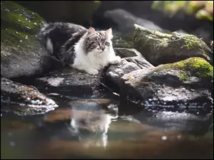 Kot polujący na ryby
