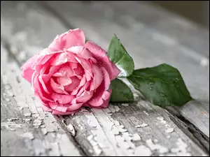 Różowa róża w kroplach na desce